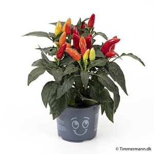 CAPSICUM ANNUUM  p10 Yellow Red