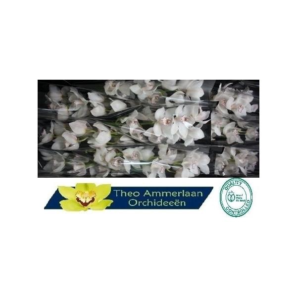 <h4>Snowbird 60 x10</h4>