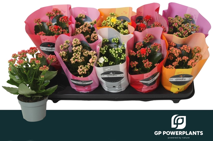 <h4>KAL GE PERF GEM 6 KL</h4>