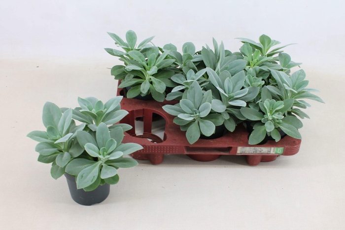 <h4>Senecio Cephalophorus 10,5cm</h4>