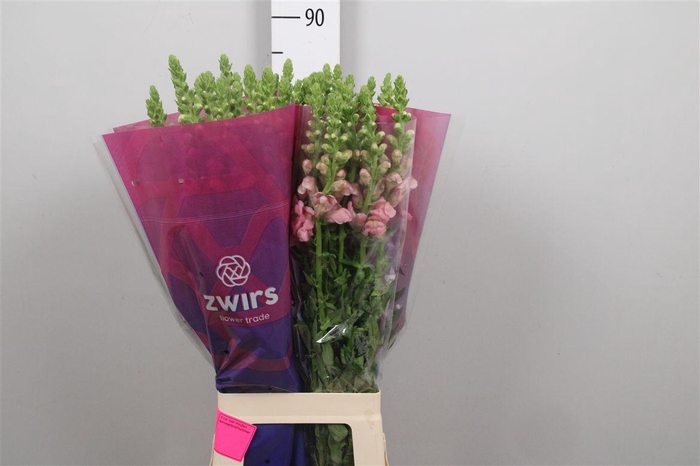 <h4>Antir Poto Pink</h4>