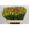 Leucadendron Goldstrike