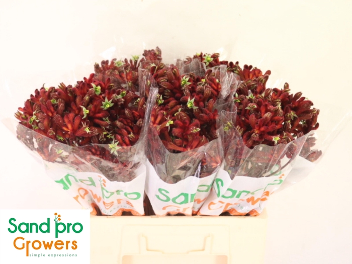 <h4>ANIGOZ EARLY SPRING</h4>