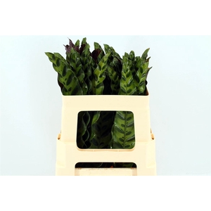 Calathea Insignes 52cm