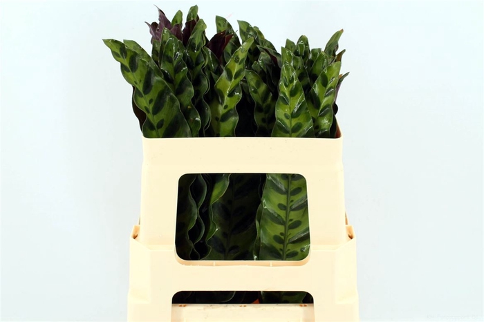 <h4>Calathea Insignes 52cm</h4>