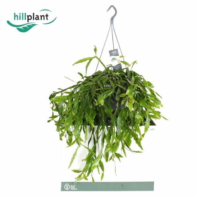 <h4>RHIPSALIS OV</h4>