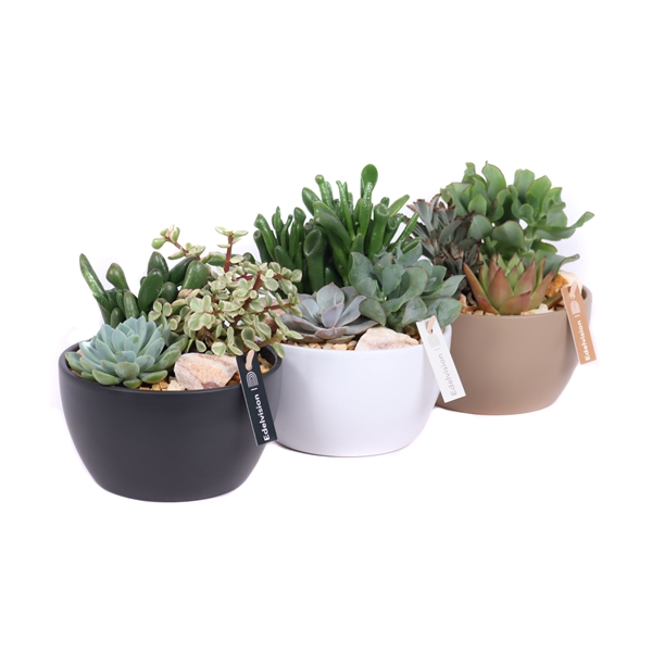 <h4>1x Succ 8,5 cm 2x 6 cm in gekleurde schaal met grind, keien en etiket</h4>