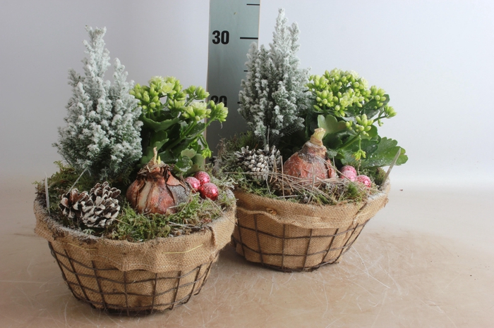 <h4>ARR HIPPEASTRUM</h4>