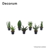 Sansevieria luxe mix