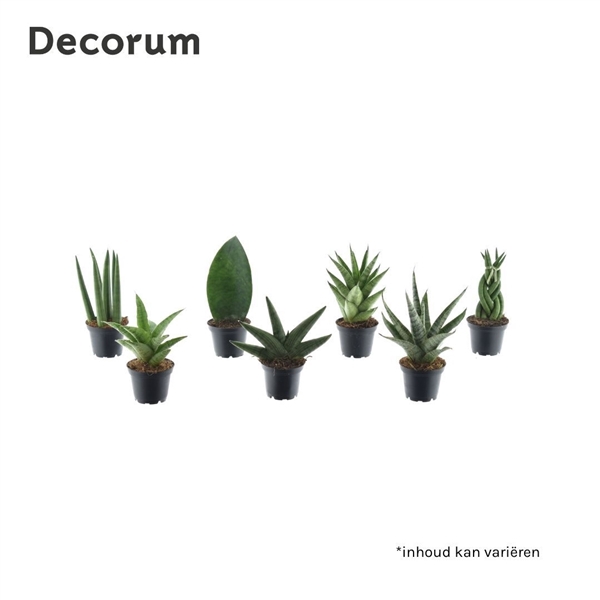 <h4>Sansevieria luxe mix</h4>