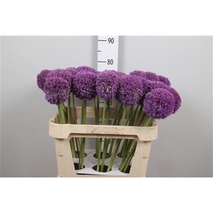 Allium Giganteum