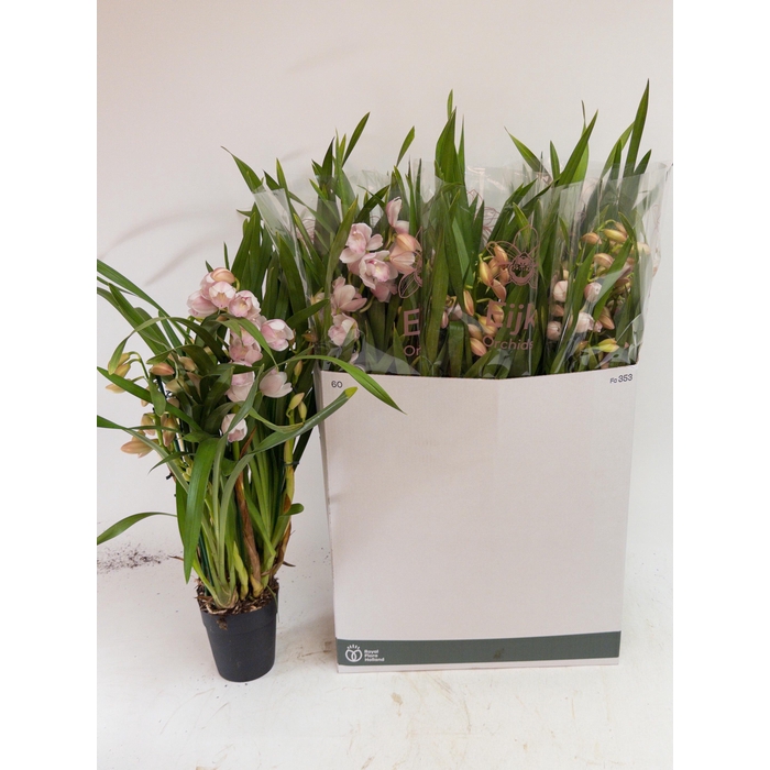 <h4>CYMB OVERIG</h4>