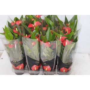 ANTHURIUM MINI MILLION FLOWERS P09