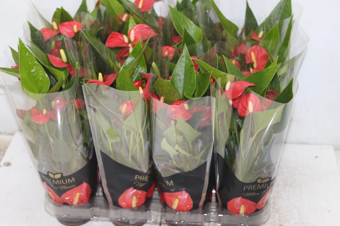 <h4>ANTHURIUM MINI MILLION FLOWERS P09</h4>