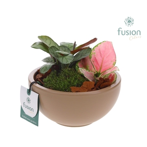 Schaal keramiek Moon Small beige mat met Trendy Groen Planten arrangement