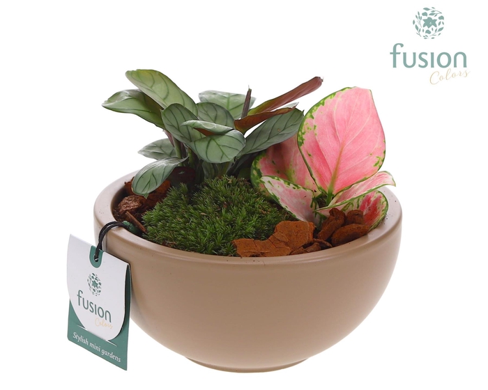 <h4>Schaal keramiek Moon Small beige mat met Trendy Groen Planten arrangement</h4>