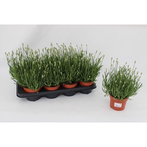 Lavandula Ellagance Ice