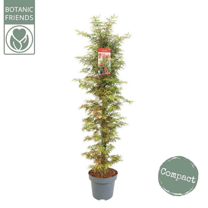 <h4>Acer palm. 'Jerre Schwartz' zuil</h4>