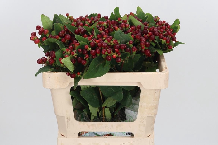 <h4>Hyp Mag Cherry</h4>