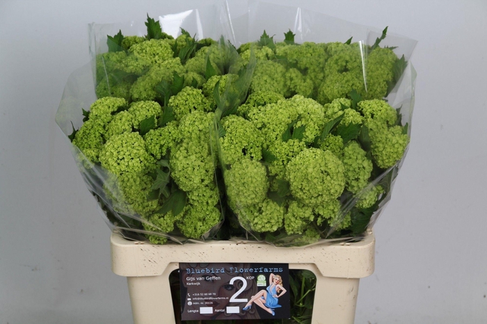 <h4>VIBURNUM ROSEUM ST</h4>