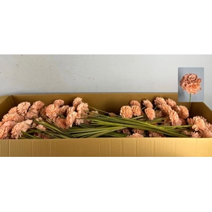 Stick Shola Dahlia Ø8 Salmon