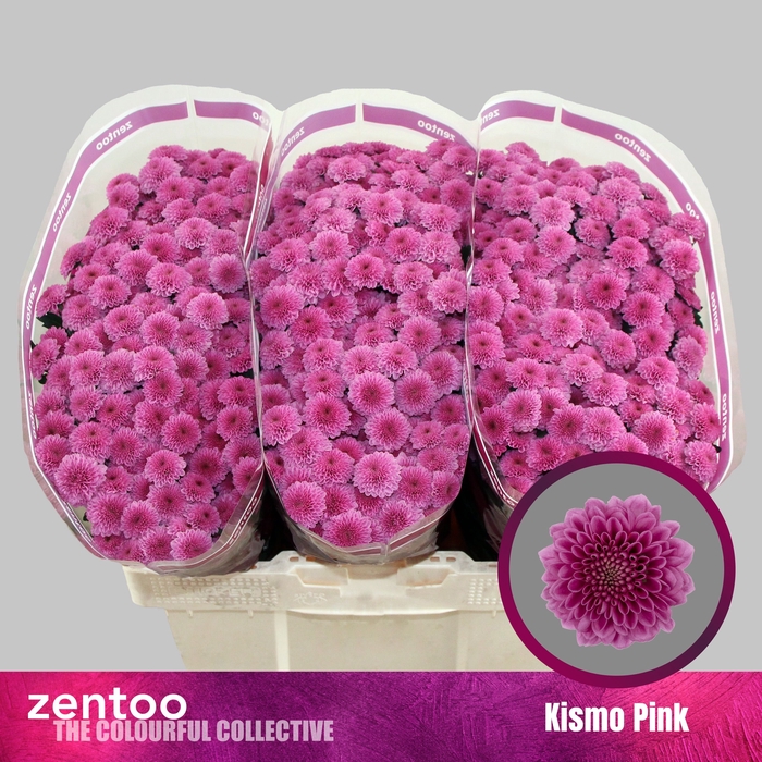 <h4>CHR S KISMO PINK</h4>