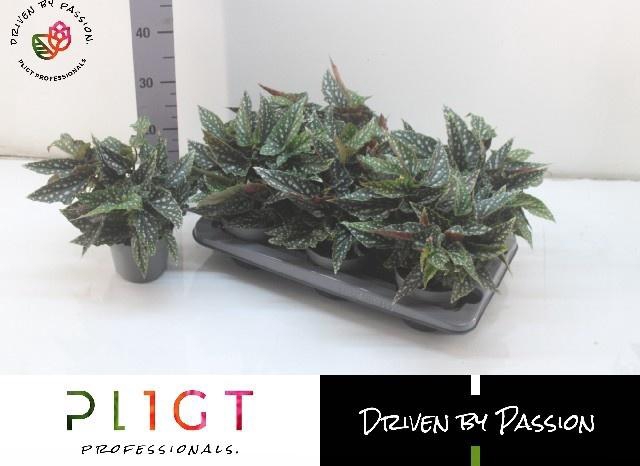 <h4>BEG MA SPOTL GREEN</h4>