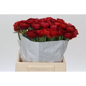 Ranunculus Clooney Sangria