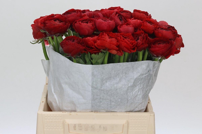 <h4>Ranunculus Clooney Sangria</h4>