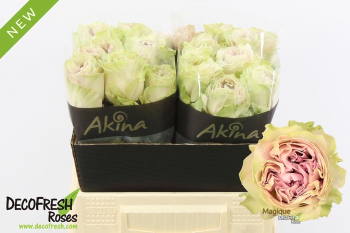 <h4>R Gr Magique</h4>