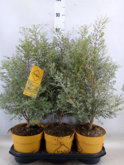 <h4>Eucalyptus</h4>