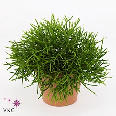 Rhipsalis heteroclada 'Easy Clada'