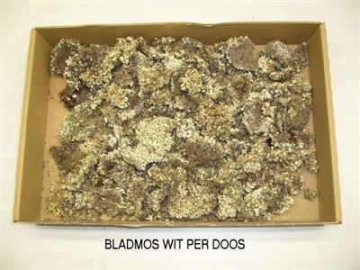 <h4>DROOG BLADMOS WIT</h4>