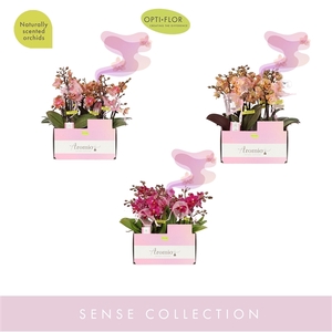 Aromio Diversen 2 spike (kleur per tray)