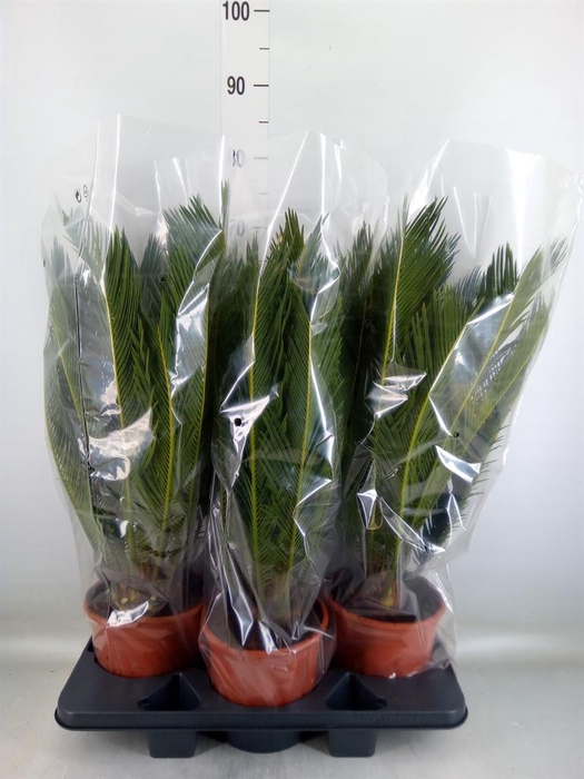 <h4>Cycas revoluta</h4>