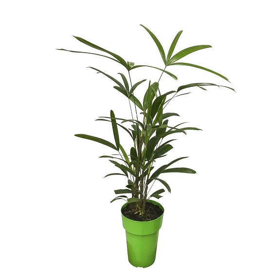 <h4>PALMEIRA RAPHIS P17</h4>