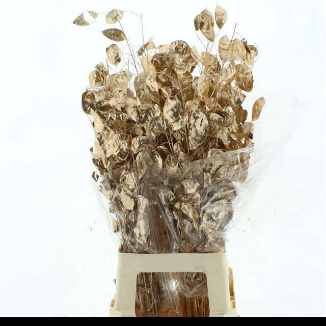 <h4>DROOGBL BEWERKT H%</h4>