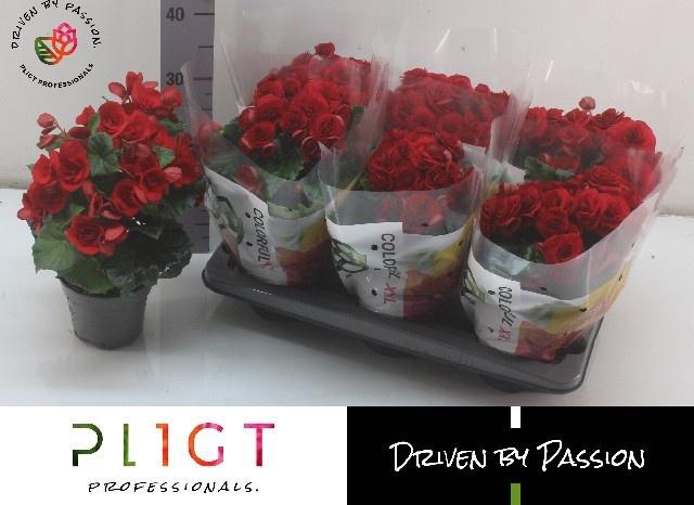 <h4>BEG DU BALADIN</h4>