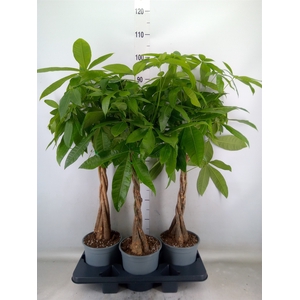 Pachira aquatica