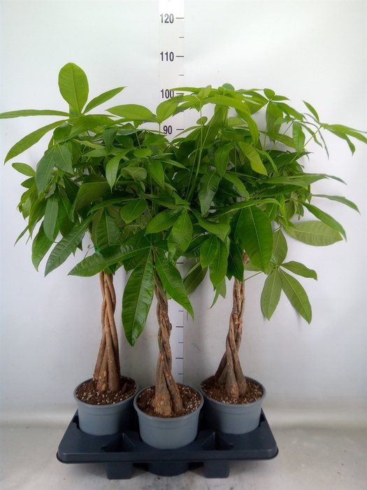 <h4>Pachira aquatica</h4>