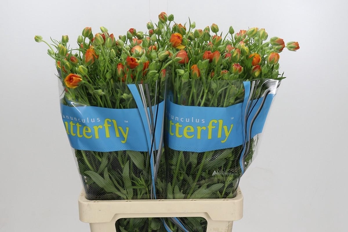 Ranunculus Butterfly Phosphorus