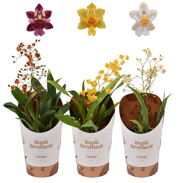 <h4>Oncidium Twinkle Gemengd 1 Tak</h4>