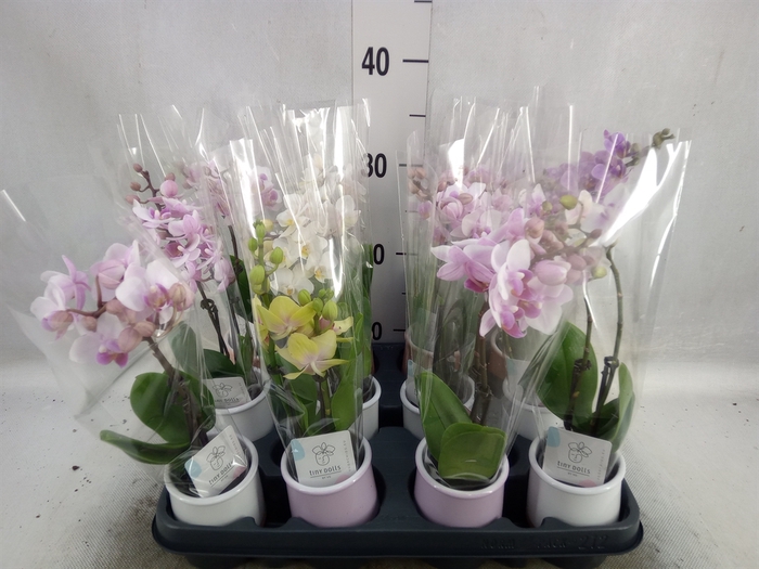 <h4>Phalaenopsis   ...mini</h4>