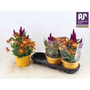 PERKPL GEM IN POT