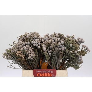 Kaaps Groen Silver Brunia