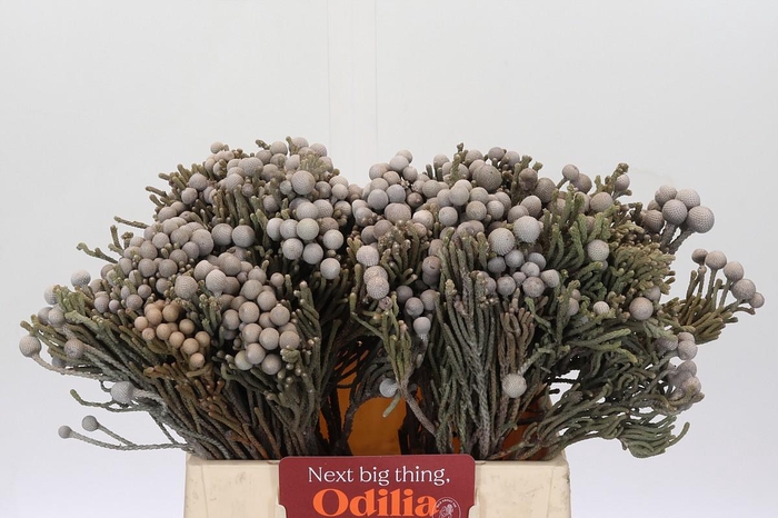 <h4>Kaaps Groen Silver Brunia</h4>