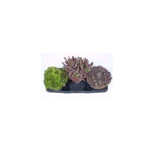 SEMPERVIVUM-HYBRID P18