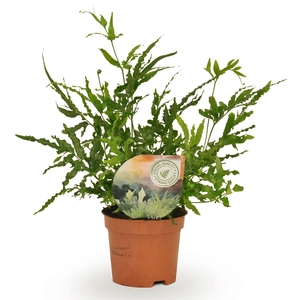 Pteris ensiformis