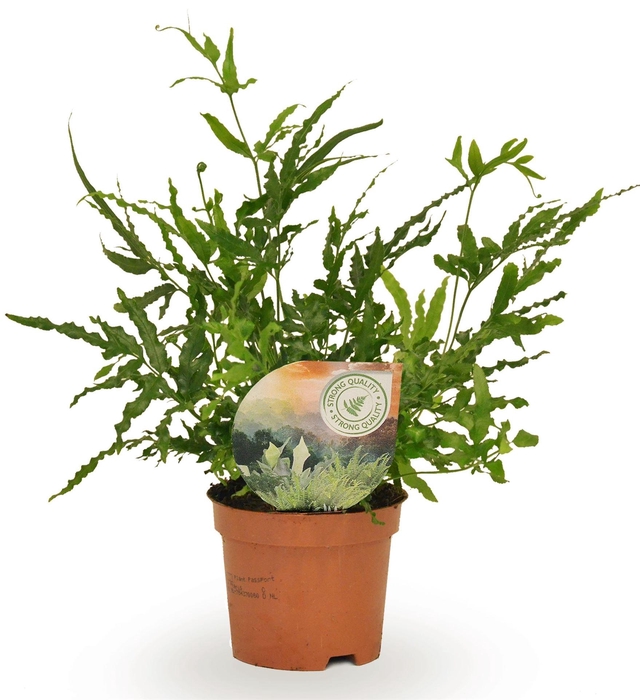 <h4>Pteris ensiformis</h4>