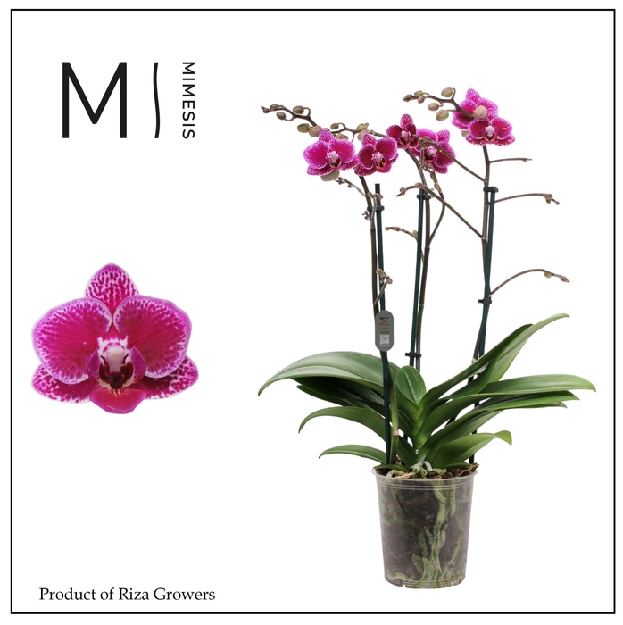 <h4>Phalaenopsis Hornglin 3 spike - 12cm | Mimesis</h4>